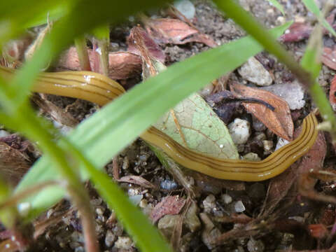 Image of Bipalium nobile Kawakatsu & Makino 1982