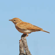 Image of Fawn-colored Lark