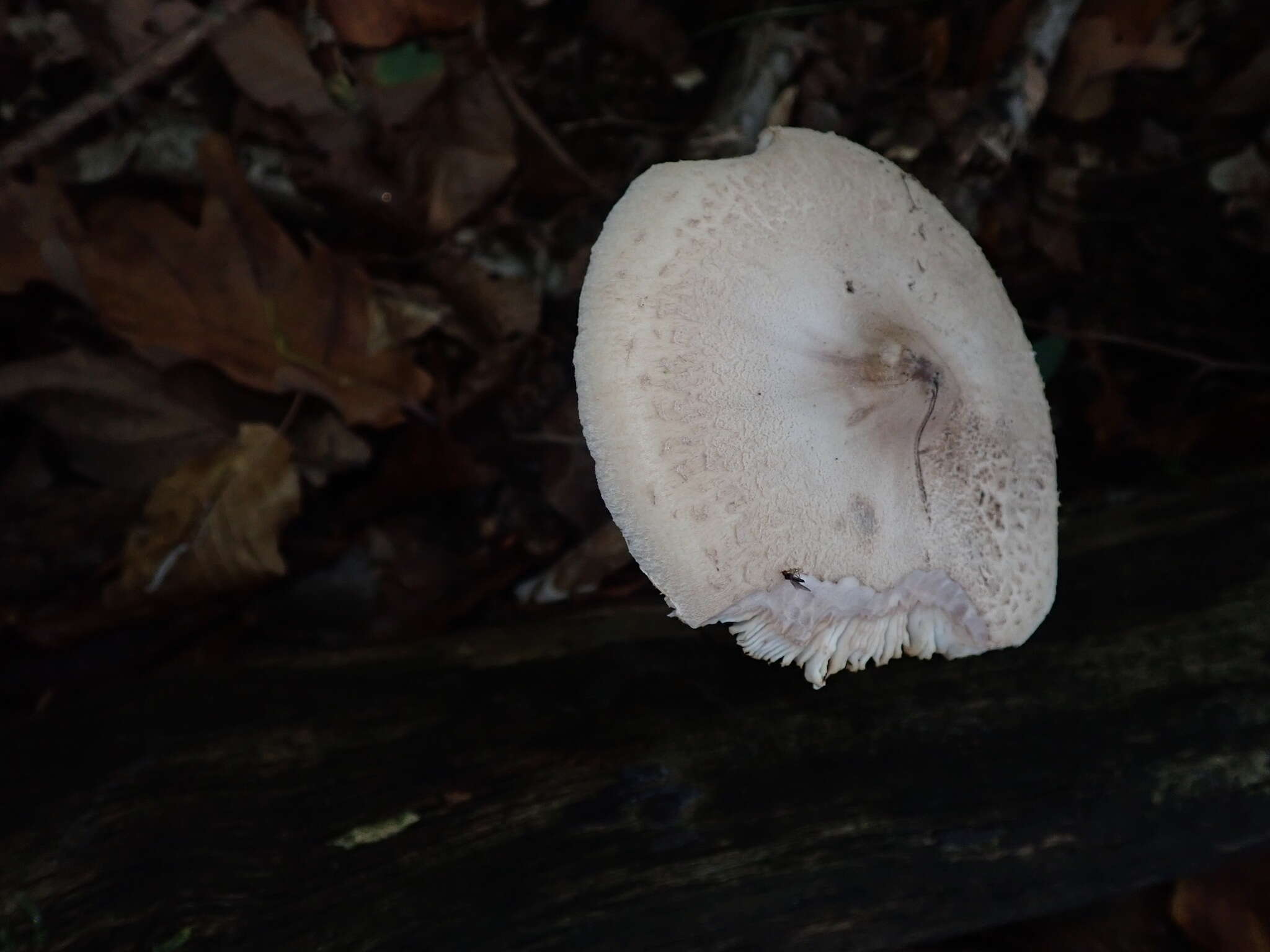 Macrolepiota mastoidea (Fr.) Singer 1951 resmi