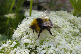 Image of White-tailed bumblebee