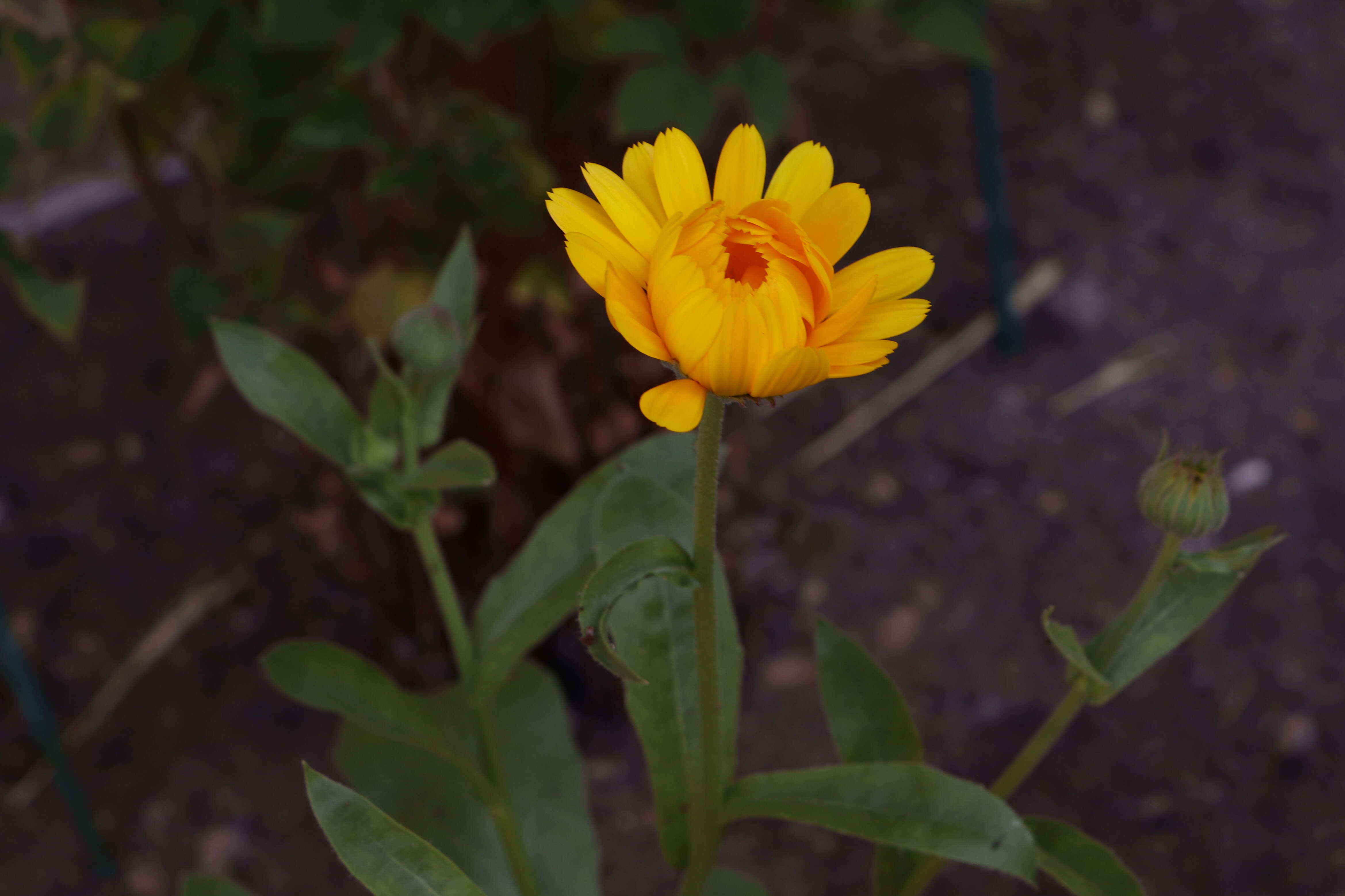 Image of pot marigold