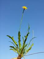 Image of fall dandelion