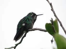 Image of Western Emerald