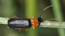 Imagem de Cratosilis denticollis