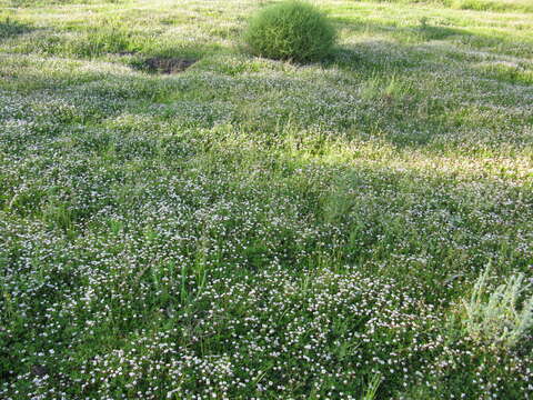 صورة Phyla nodiflora var. minor (Gillies & Hook.) N. O'Leary & Múlgura