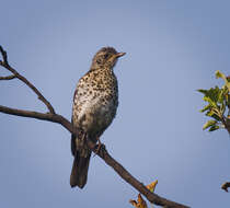 Image of Song Thrush