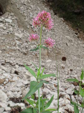 Image of Red Valerian