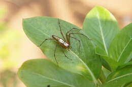 Image of Oxyopes shweta Tikader 1970