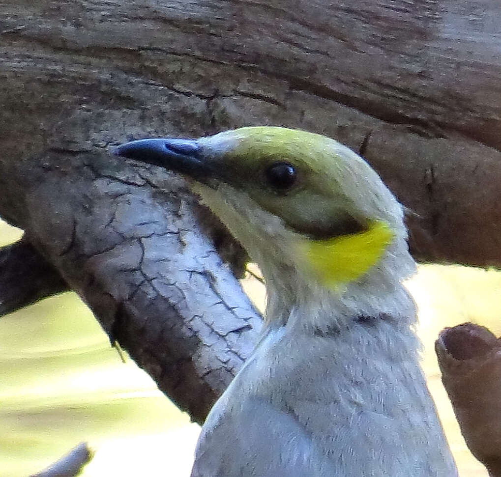 Image of Grey-fronted Honeyeater