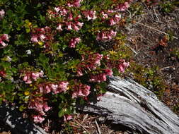 Image of redclaws