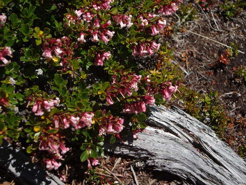 Sivun Escallonia rubra (Ruiz & Pav.) Pers. kuva