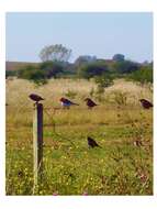 Image of Red-crested Cardinal