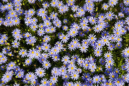 Image of Blue aster