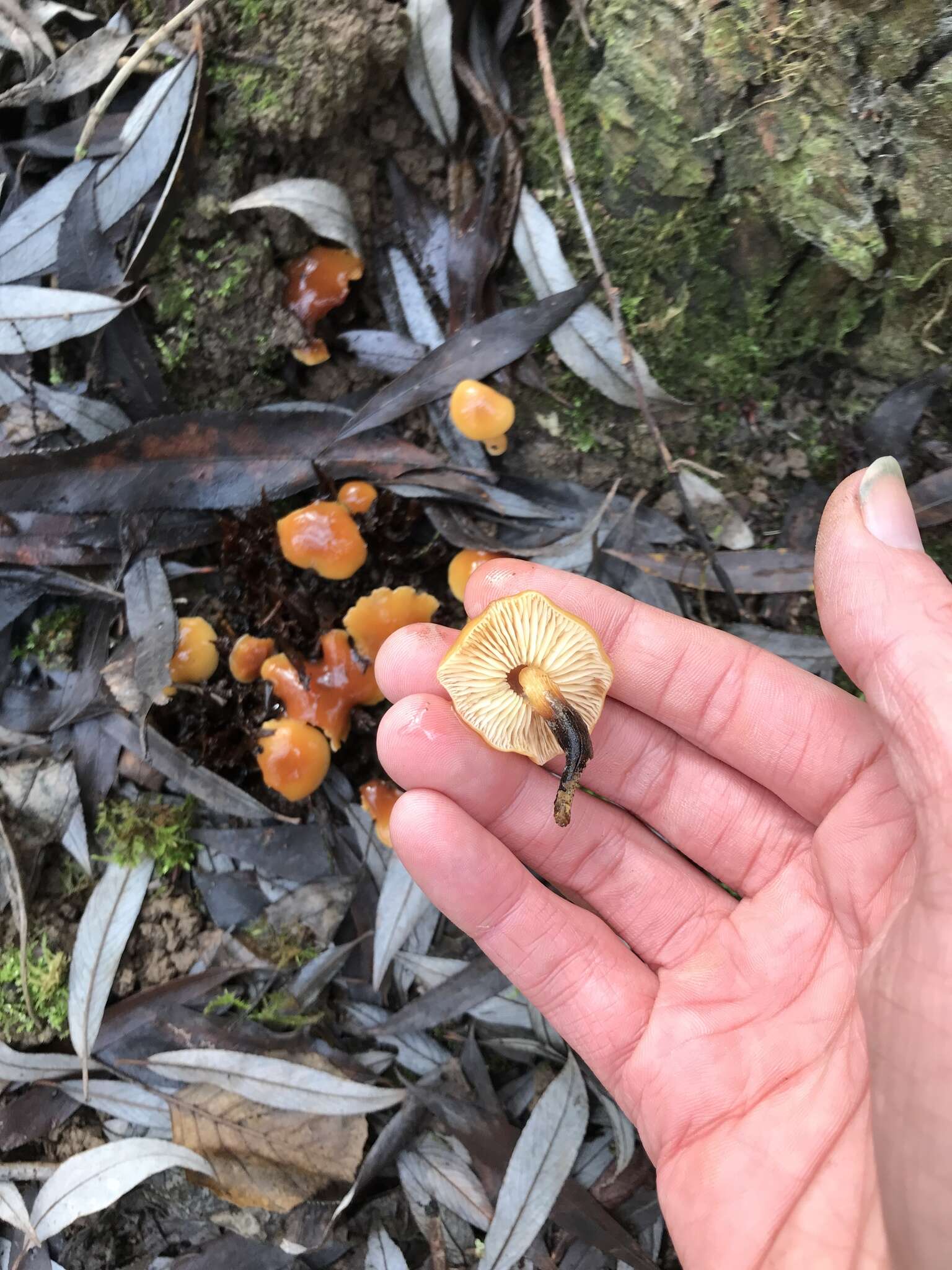 Plancia ëd Flammulina velutipes (Curtis) Singer 1951