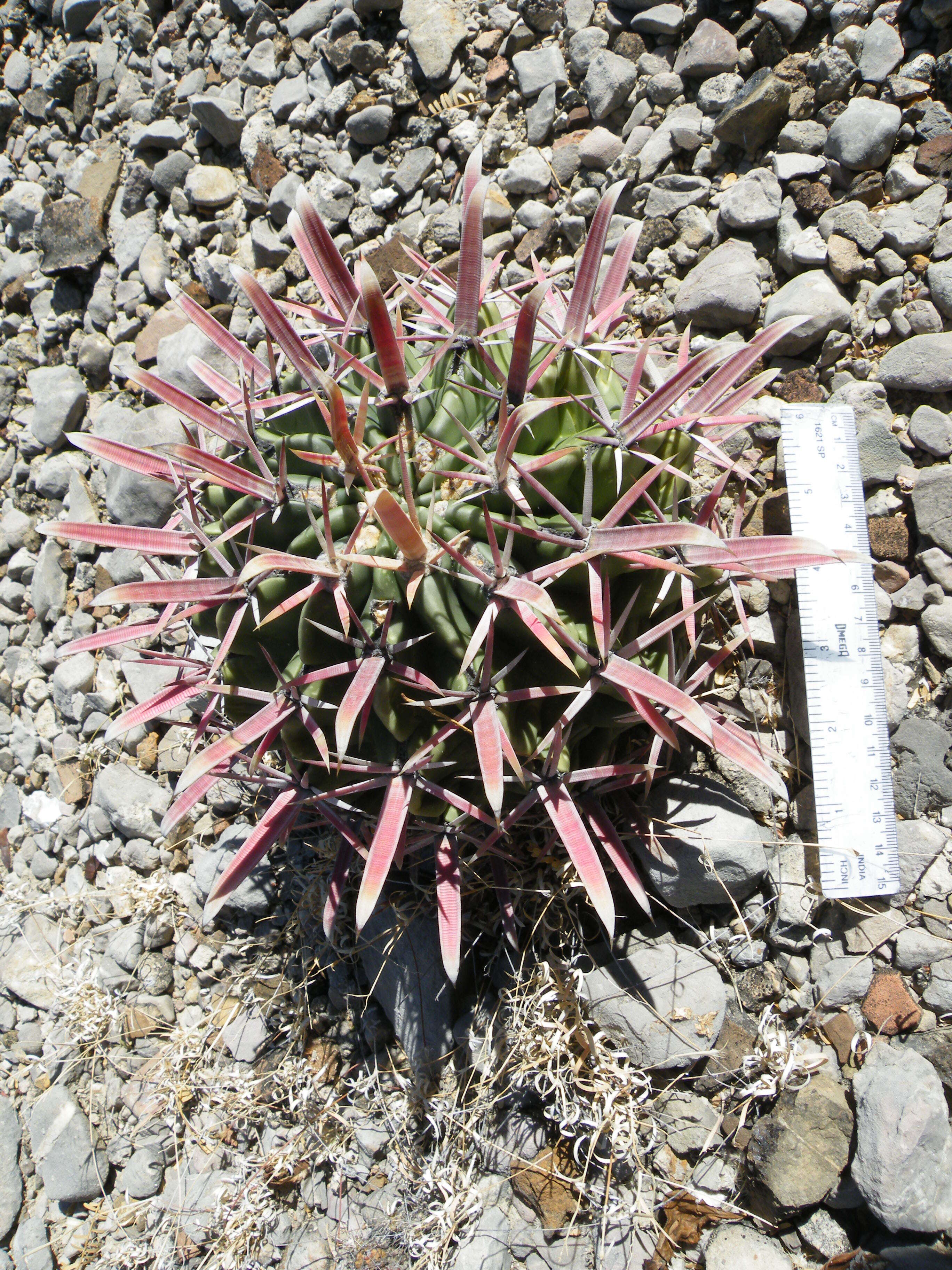 Image of Ferocactus latispinus (Haw.) Britton & Rose