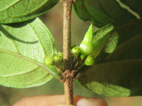 Image of Canthium angustifolium Roxb.