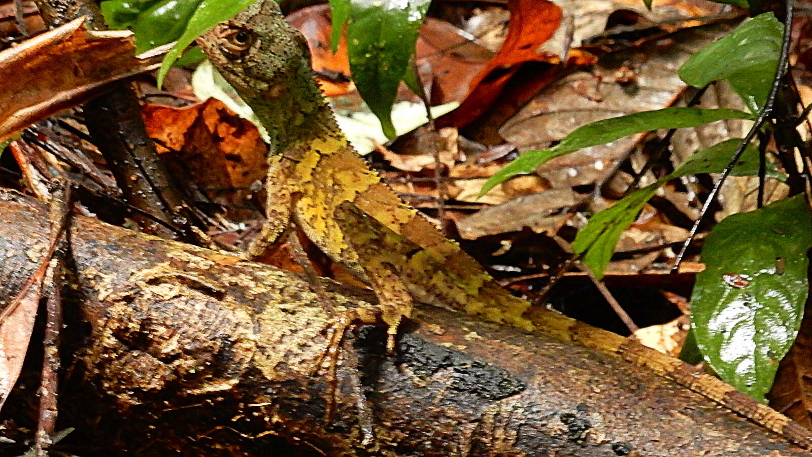 Image of Wied's Fathead Anole
