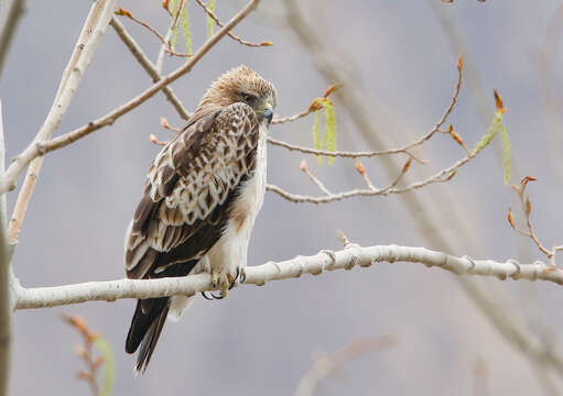 Image of Booted Eagle