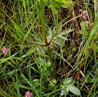 Image of marsh valerian