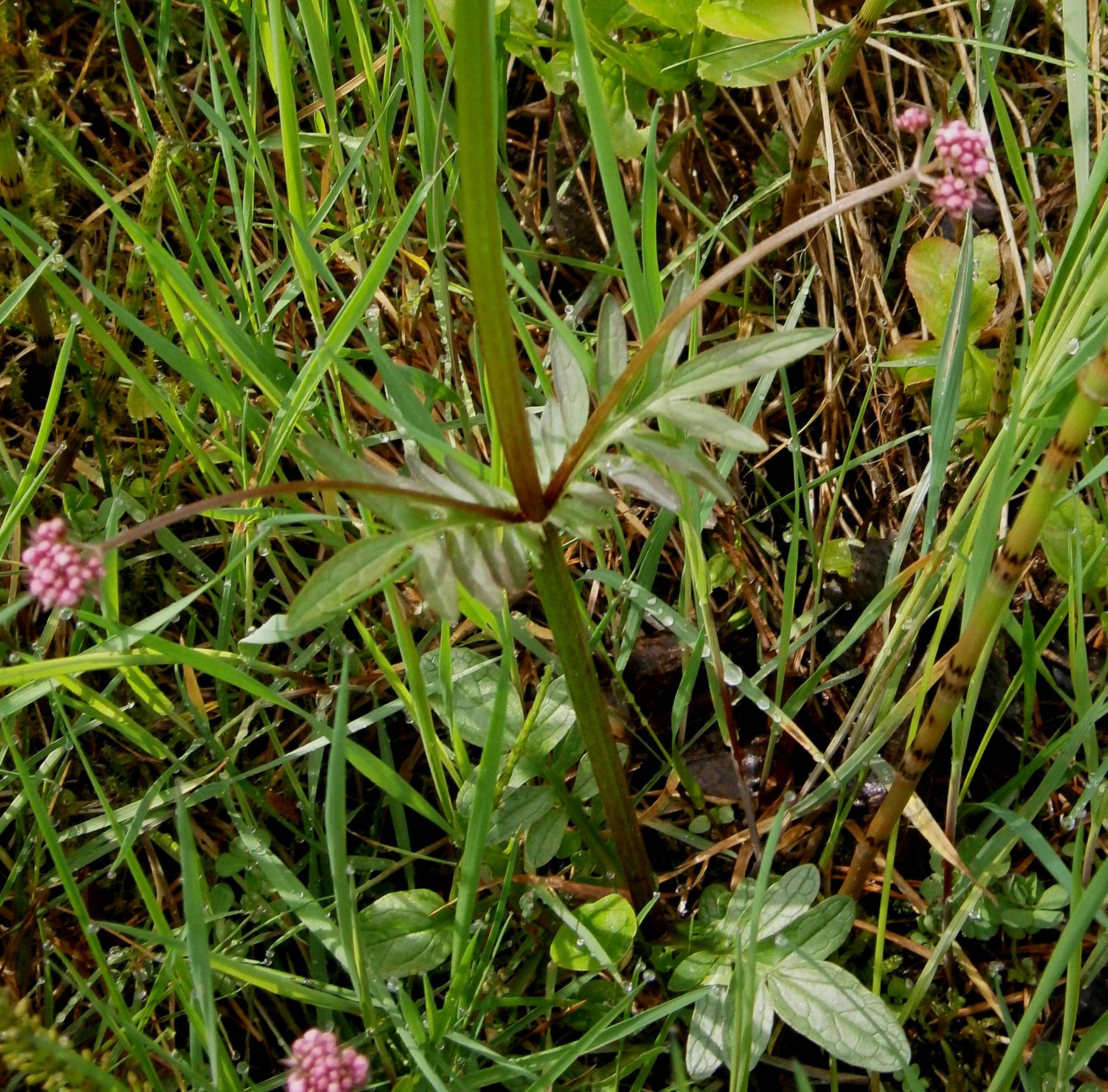 Image of marsh valerian