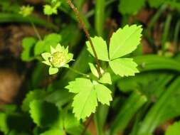 Imagem de Potentilla centigrana Maxim.