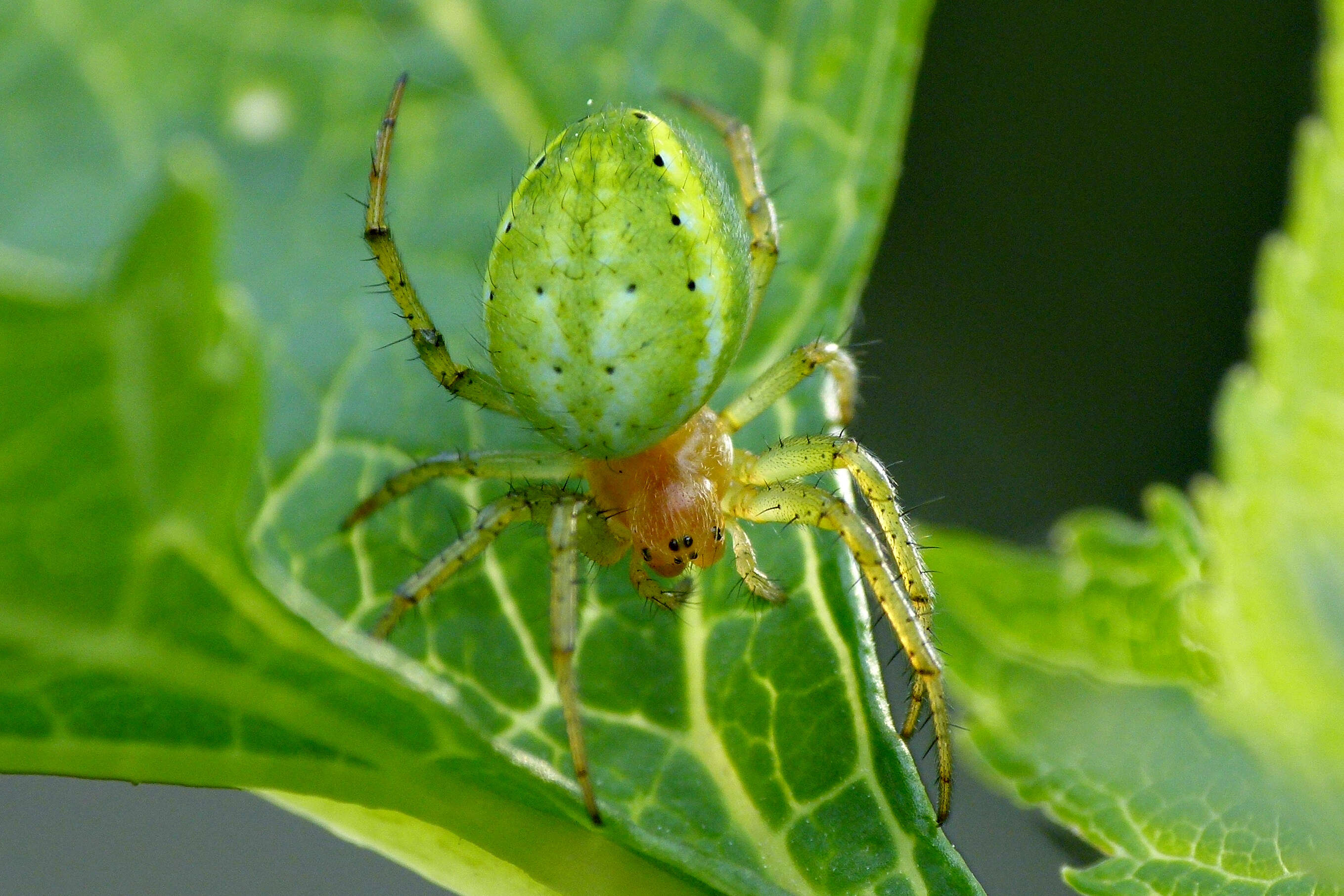 Image of Cucumber green spider