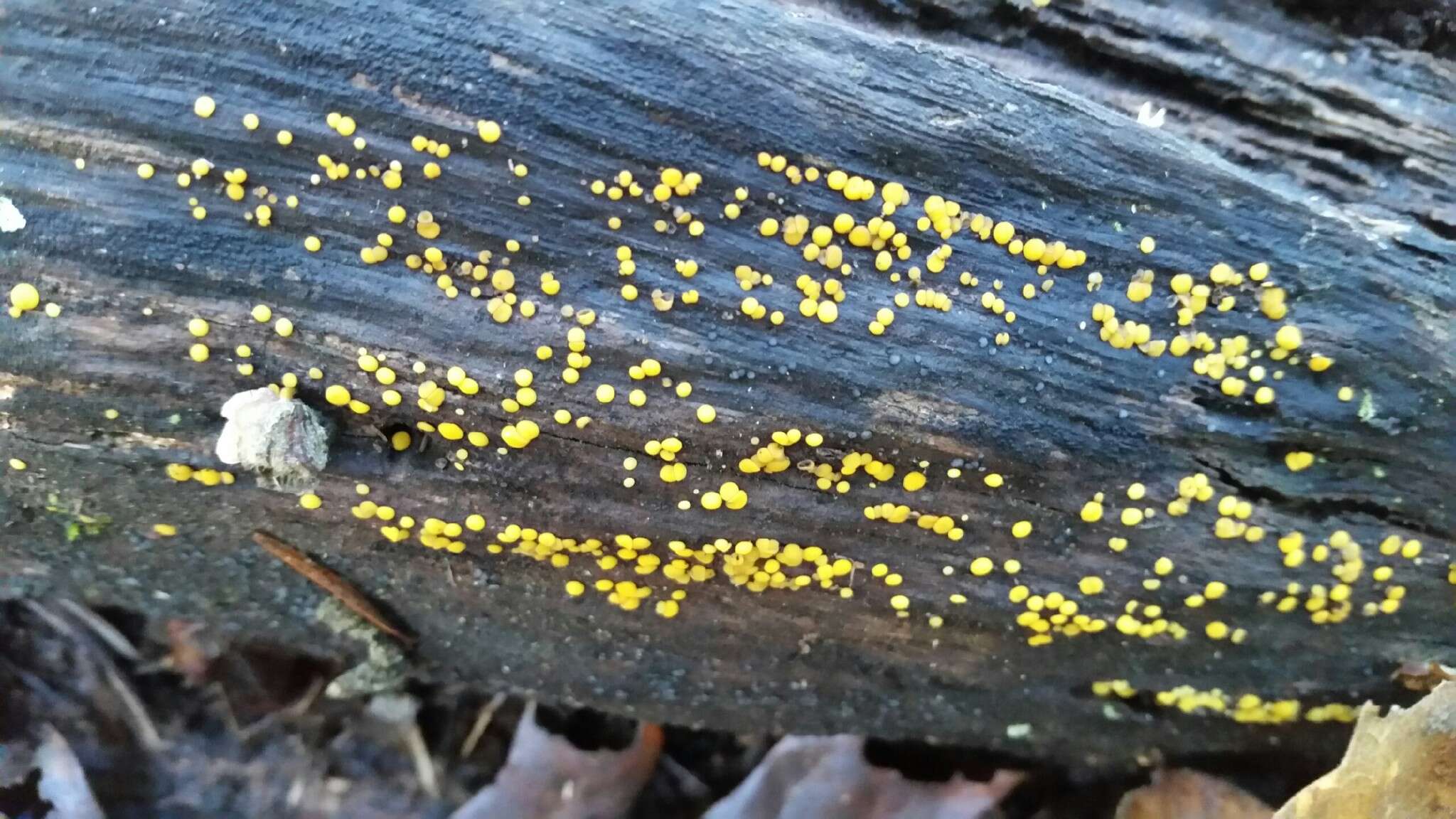 Image of Yellow fairy cup