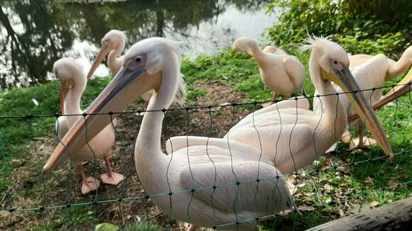 Image of Great White Pelican