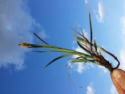 Image of glaucous sedge