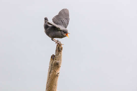 Image of American Dipper