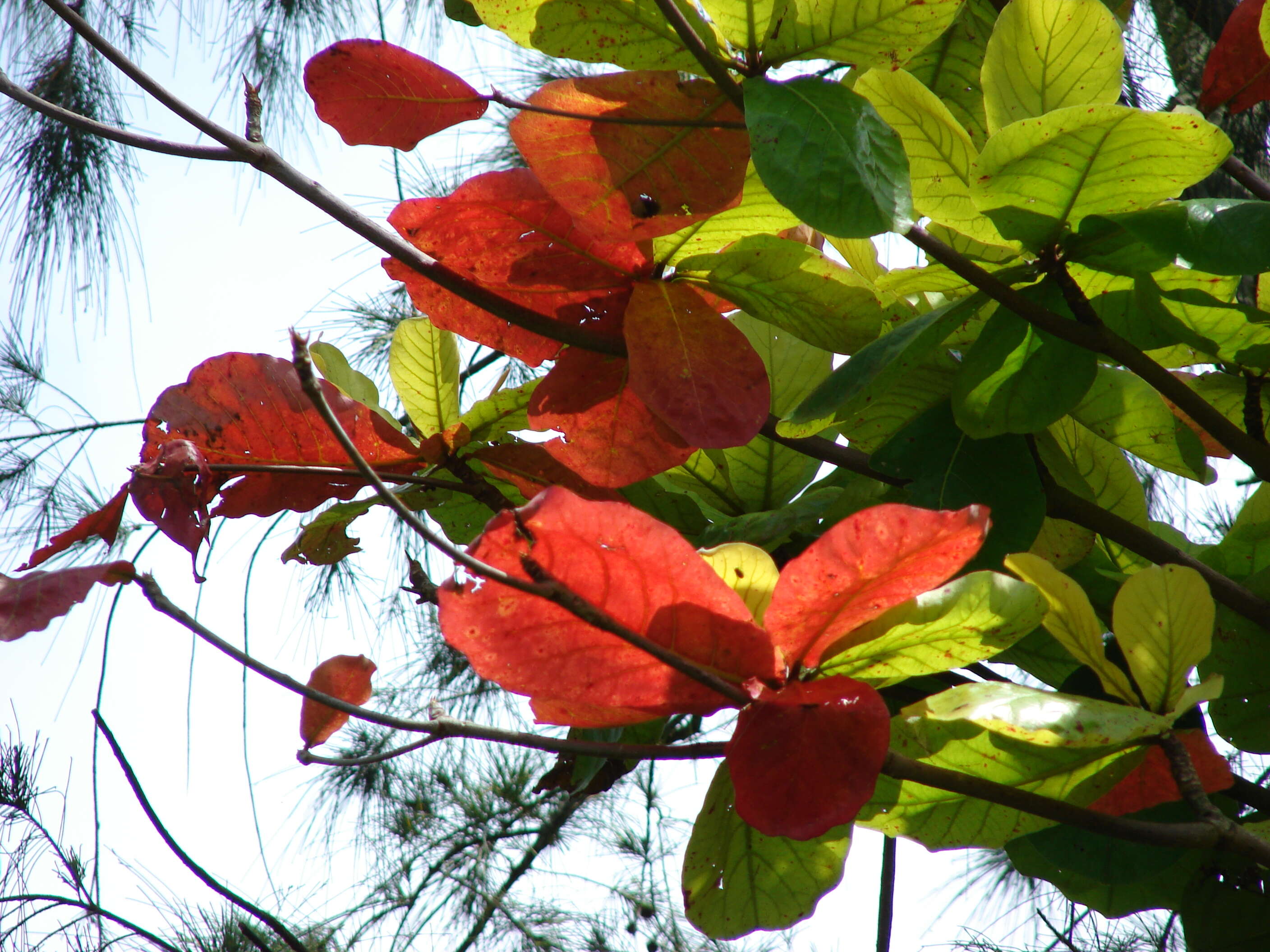 Image of tropical-almond