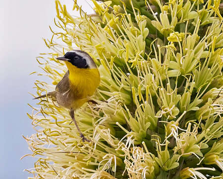 Geothlypis trichas (Linnaeus 1766) resmi