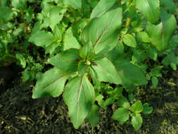 Image of elegant clarkia