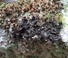 Image of jelly lichen