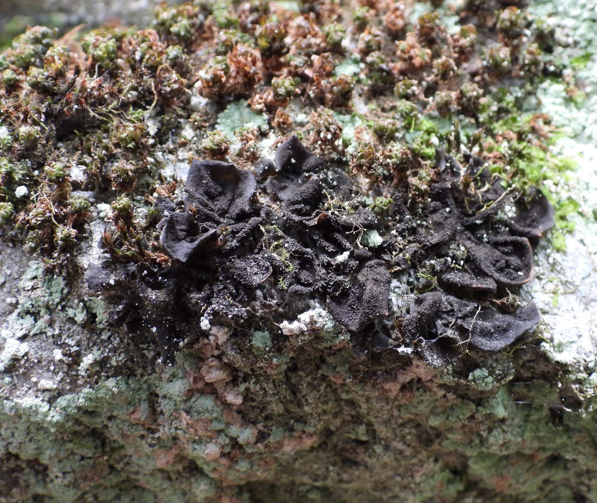 Image of jelly lichen