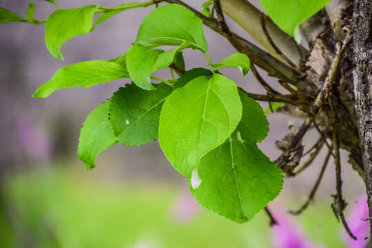 Image of Populus suaveolens Fisch.