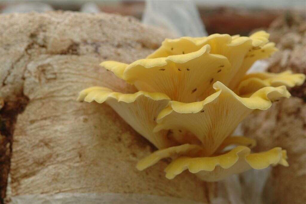 Image of Pleurotus