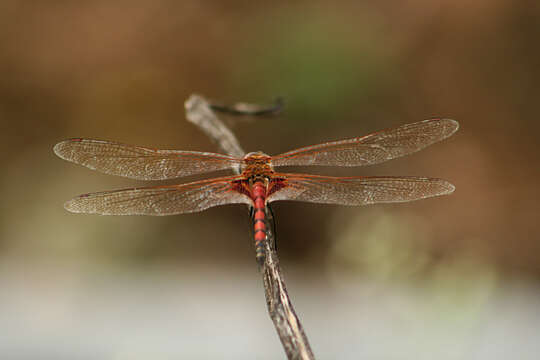 Tramea basilaris (Palisot de Beauvois 1817) resmi