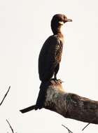 Image of Long-tailed Cormorant