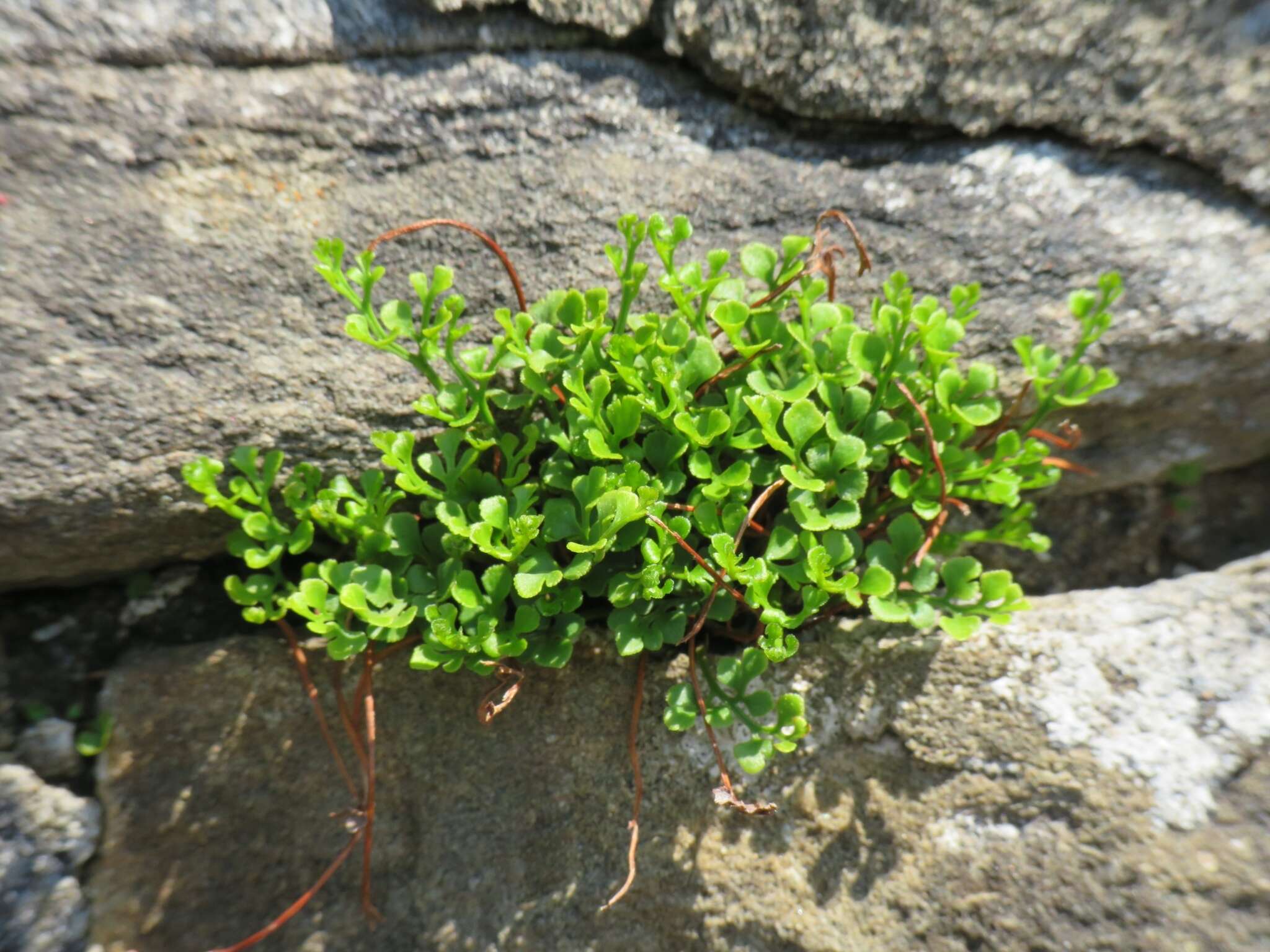 Image of Wall-rue