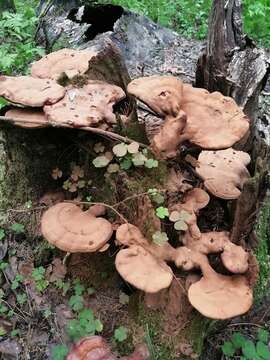 Image of lingzhi mushroom