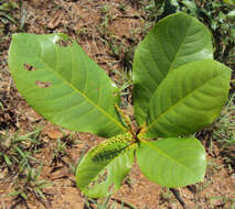 Image of tropical-almond