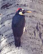 Image of Acorn Woodpecker