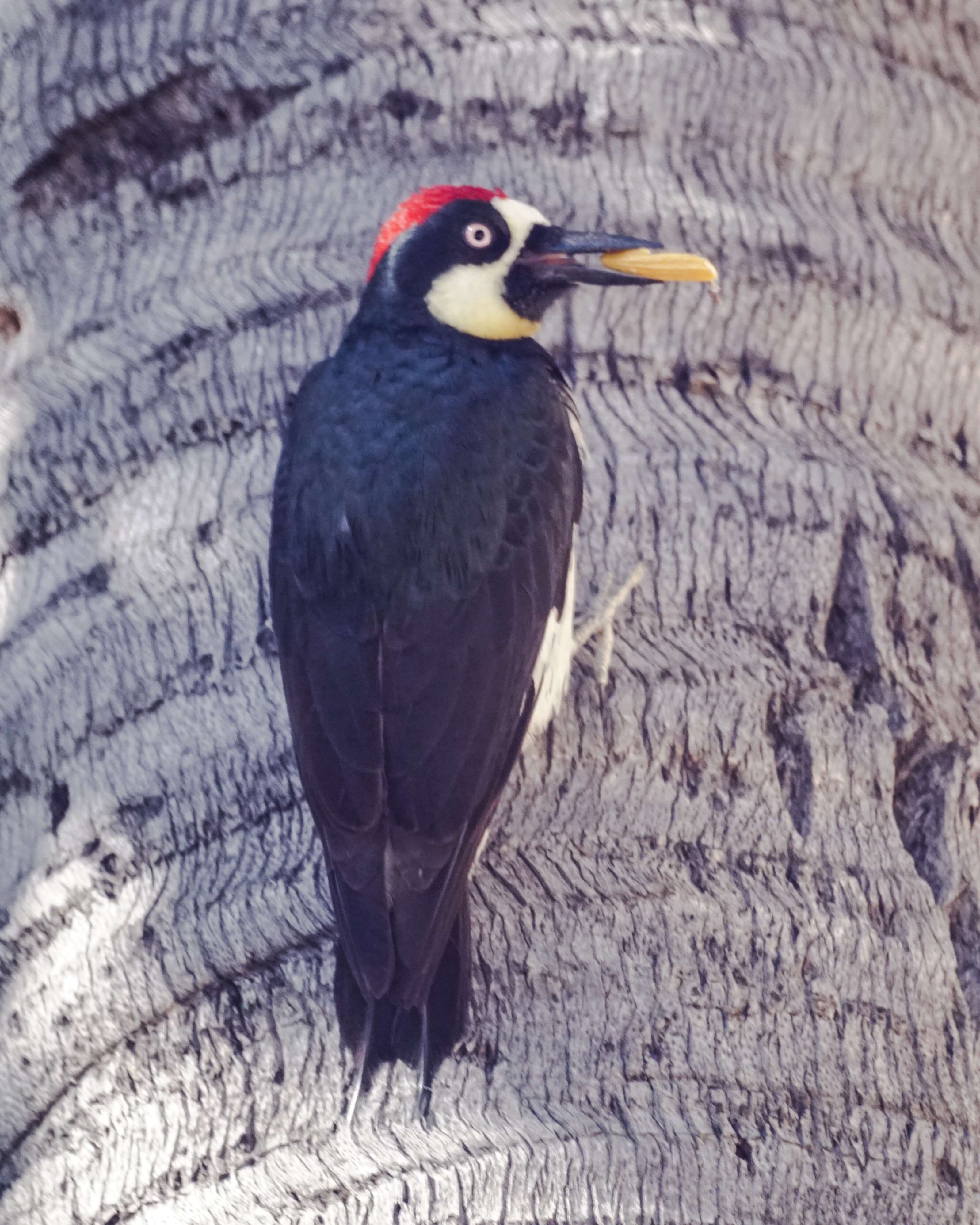 Image of Acorn Woodpecker