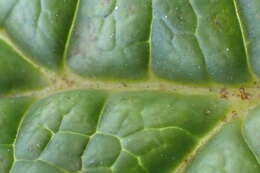 Image of Rodgersia aesculifolia Batalin