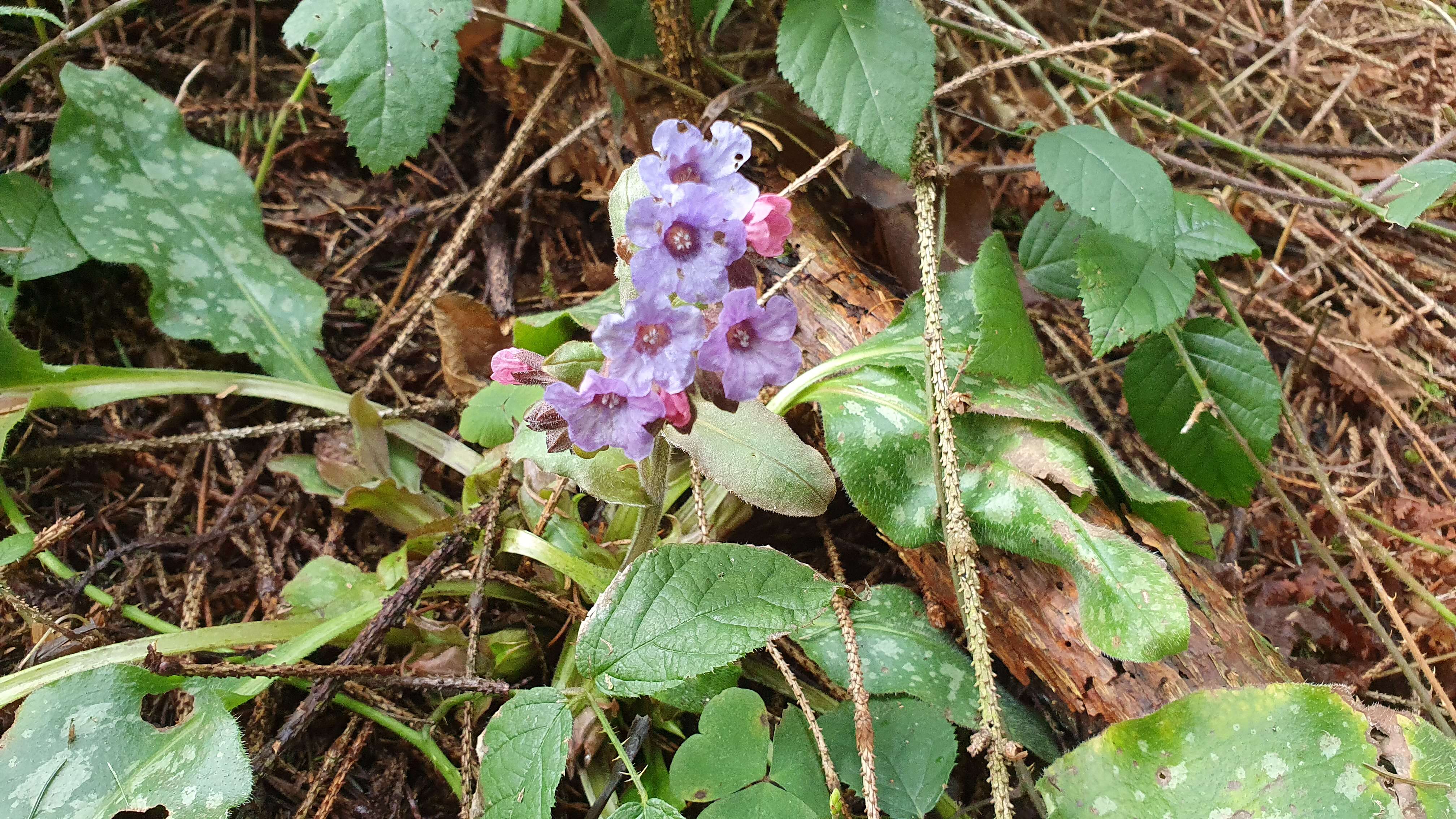 Image of Lungwort