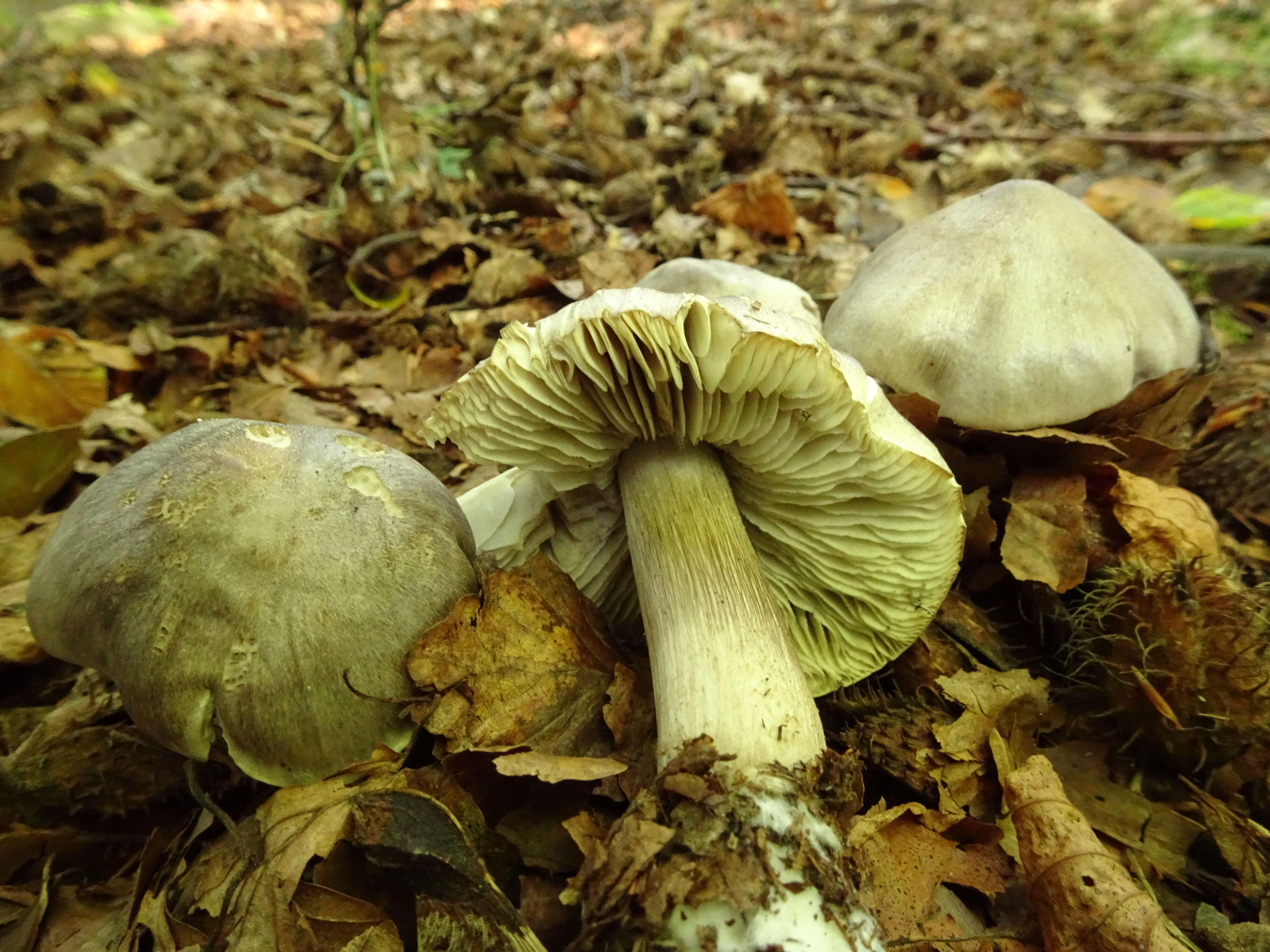 Imagem de Tricholoma atrosquamosum Sacc. 1887