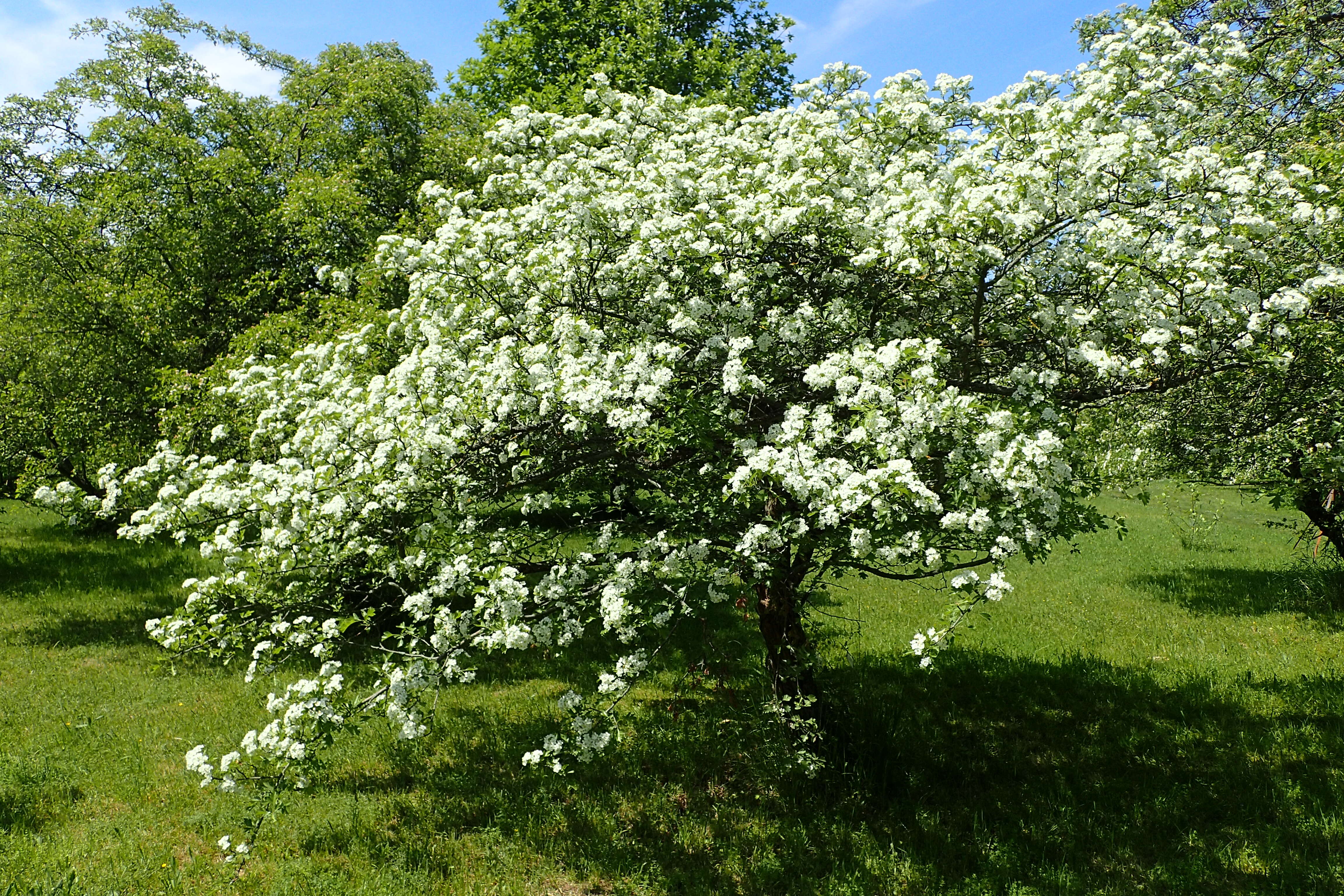 Image of Crataegus meyeri Pojark.