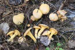 Image of Chanterelle