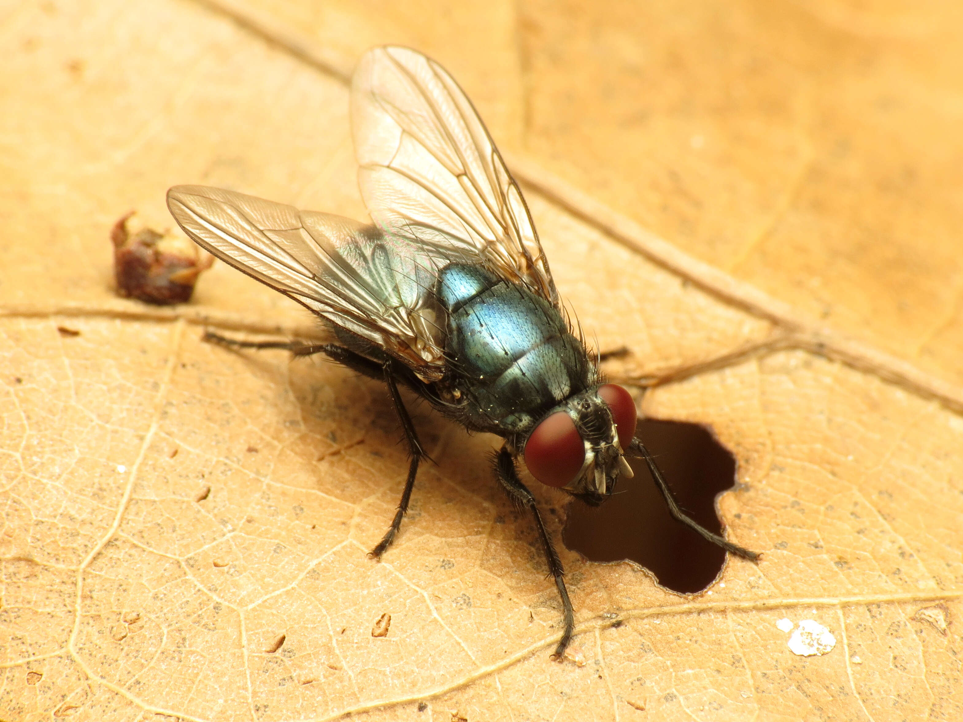 Eudasyphora cyanella (Meigen 1826) resmi